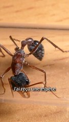 Pourquoi les Animaux d’Australie sont INCROYABLES ?