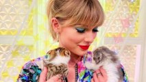 Taylor Swift Caught Adopt a Kitten With Travis Kelce