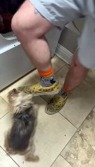 Yorkie Goes Feral For Warm Dryer