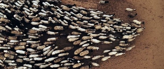 The Goat Life Bande-annonce VO