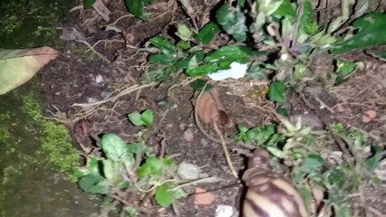 snails in the yard