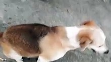 my dog