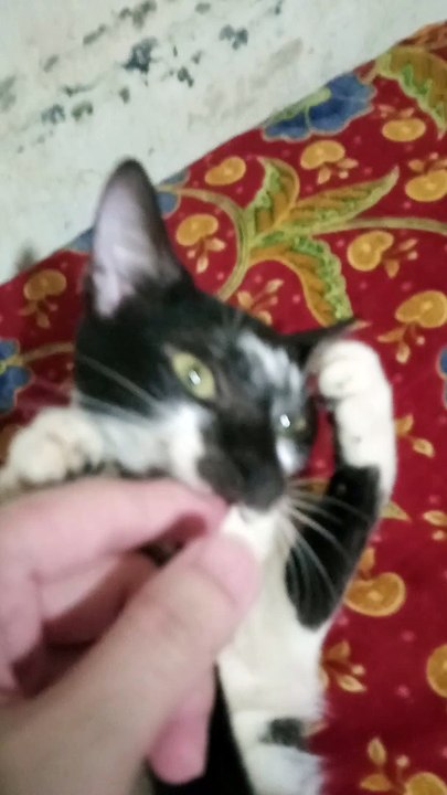 my cat oreo