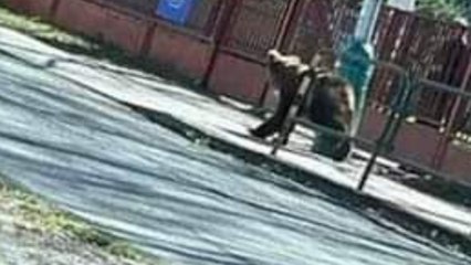 Attaques d'ours en Slovaquie : une randonneuse retrouvée morte et deux autres personnes blessées