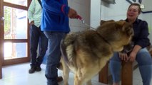 Decaen campañas de vacunación contra rabia canina y felina