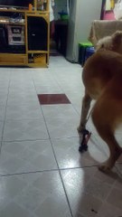 aldous vs hamtaro playing