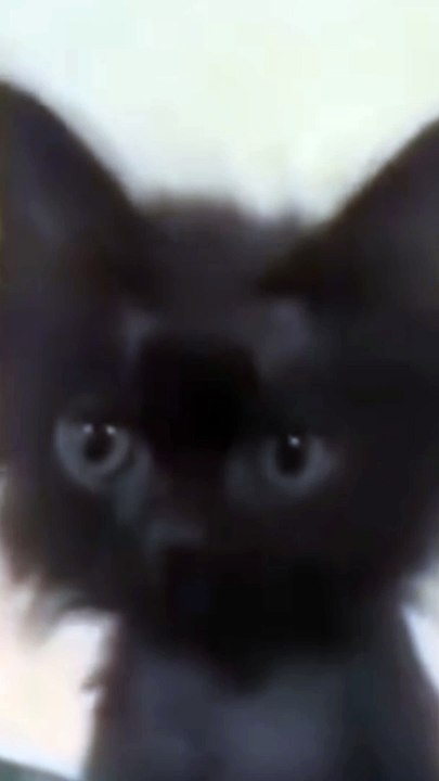 Baby cats