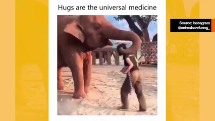 Ihastuttavat eläinhetket: Kaikki rakastavat halaamista 🥰