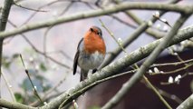 [4K] European Robin