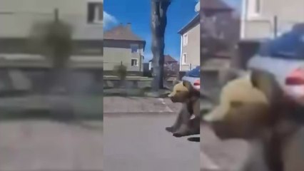 Oso en el centro de Liptovský