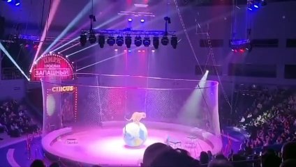 Ce tigre a une envie pressante en plein numéro de cirque