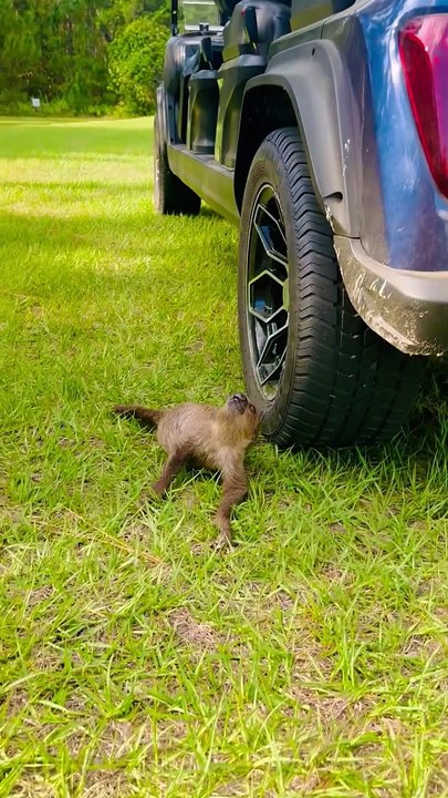 Baby Sloth Touches Grass For First Time