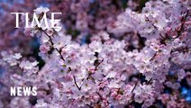 Cherry Trees From Japan to Washington D.C. Are Blooming Earlier Due to Climate Change