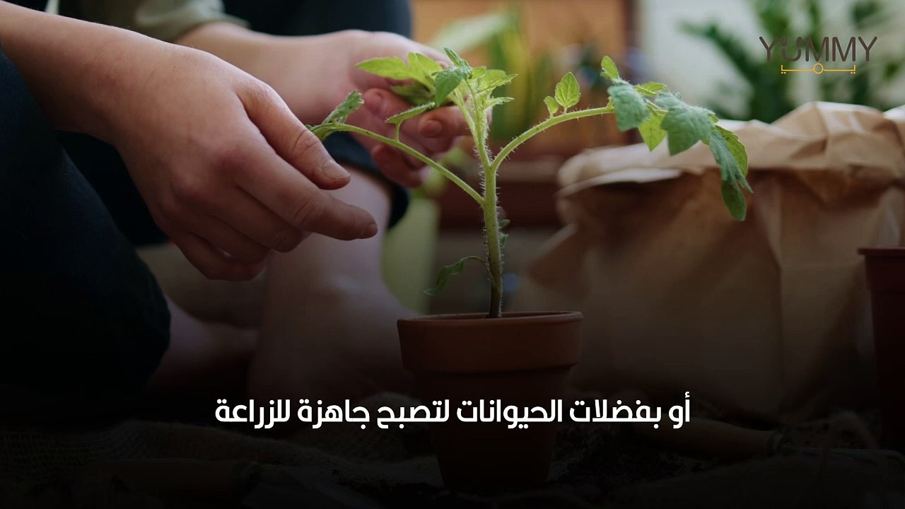 طريقة زراعة النعناع