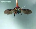 Cyborg insects