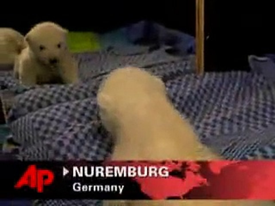 Raw Video Polar Bear Sees Double . Vídeo Dailymotion