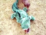 Dachshund Dog Gets Eaten by a Killer Alligator