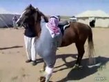 Why Fat Arabs Don't Ride Horses