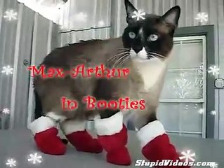 Santa Cat In Boots