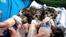 Lindos Gatitos Tomando biberon