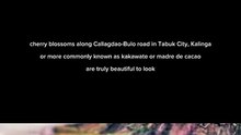 cherry blossom in Tabuk city, kalinga