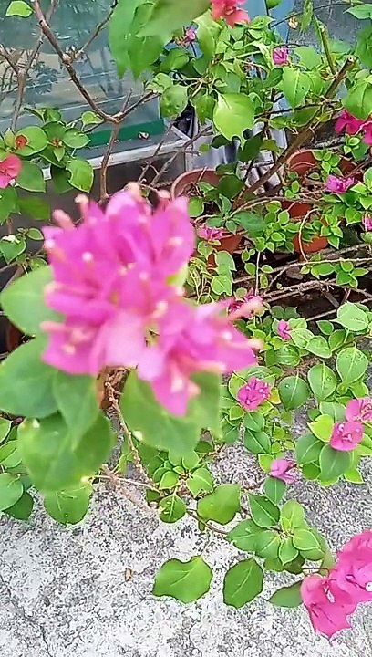 PINK BOUGAINVILLEA