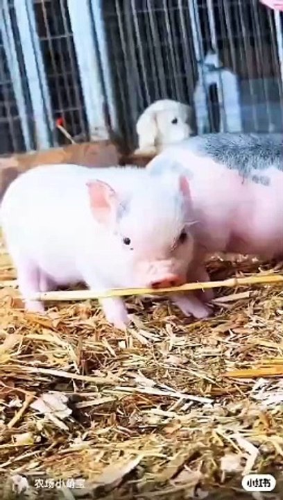 Pig