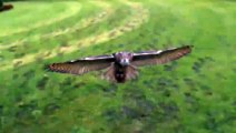 Eagle owl in flight high speed camera AMAZING slow motion camera