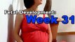 Fetal Development Week 31 (Pregnancy Health Guru)