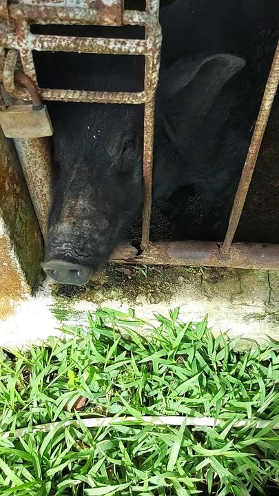 wild pig
