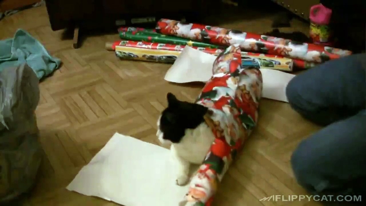 How To Wrap A Cat For Christmas Vídeo Dailymotion