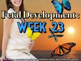Fetal Development Week 23 (Pregnancy Health Guru)
