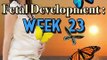 Fetal Development Week 23 (Pregnancy Health Guru)
