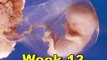 Fetal Development Week 13 (Pregnancy Health Guru)