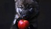 wolf pup holding a shiny red apple,Midjourney prompts