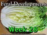 Fetal Development Week 28 (Pregnancy Health Guru)