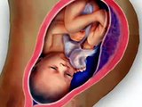 Fetal Development Week 35 (Pregnancy Health Guru)