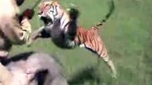 CRAZED Tiger Mauls Owner!?! (Just Embrace It)