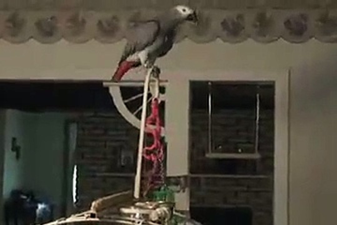 parrot will ventriloquist Vídeo Dailymotion