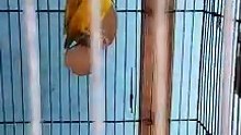pair nangitlogna