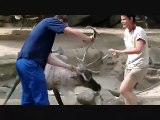 Reindeer Attacks Zoo Keepers In Antwerp Zoo