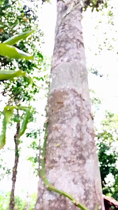 discovery of blue mustica in wild plants