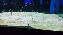 many fish