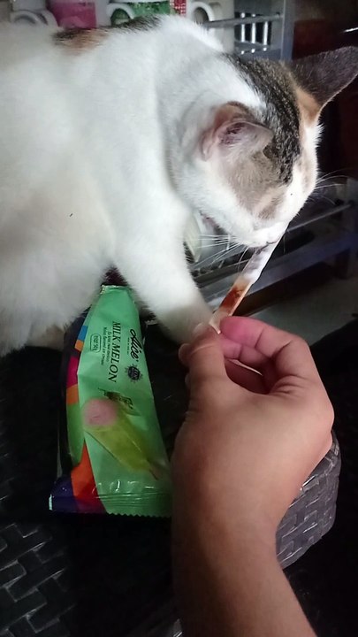 Kitty wants ice cream 