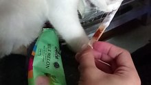 Kitty wants ice cream 