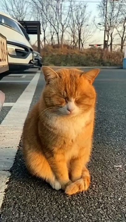Animal Funny video