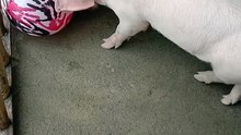 lovely piggy