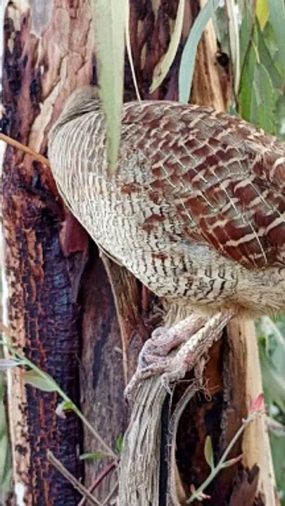 teetar boli
