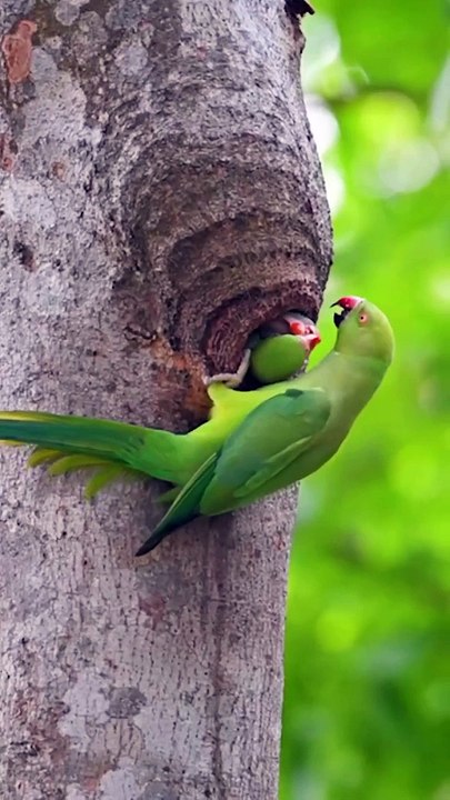 (4K) Breathtaking Colorful Birds of the Rainforest - 1HR Wildlife Nature Film + Jungle Sounds in UHD