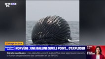 Au large de la Norvège, un pêcheur tombe sur le cadavre d'une baleine sur le point d'exploser